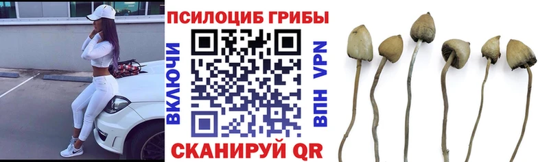 что такое   кракен вход  Псилоцибиновые грибы мицелий  Курган 